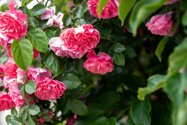 Rosa escalando roseiras no jardim