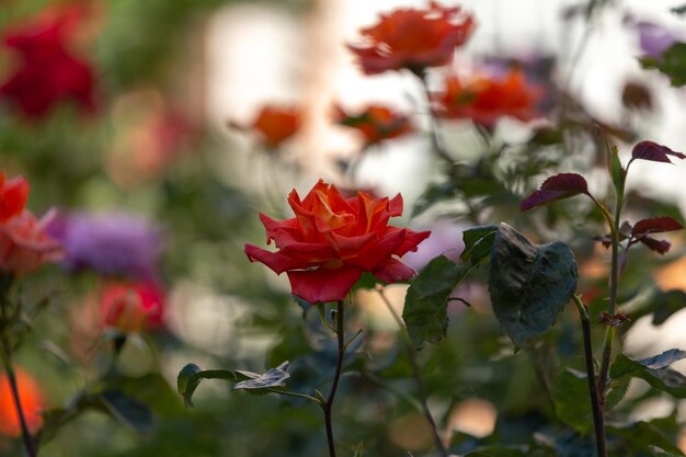 Rosa escarlata brillante sobre un fondo floral borroso