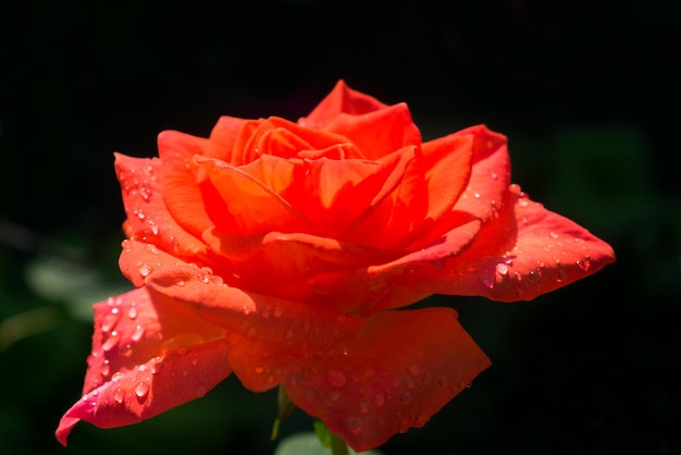 Rosa escarlata con gotas de rocío sobre un fondo negro