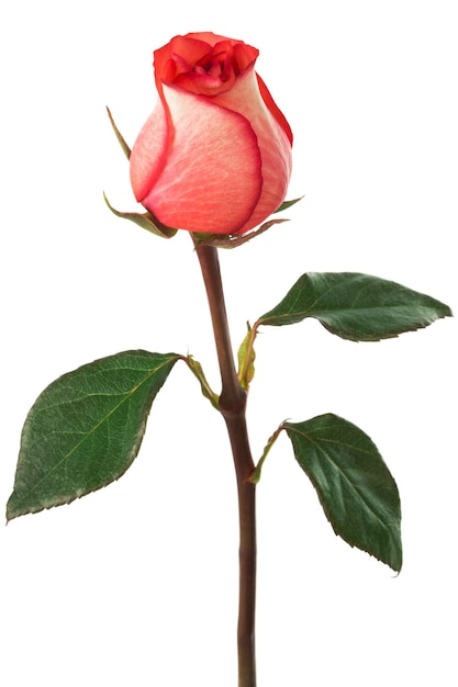 rosa escarlata