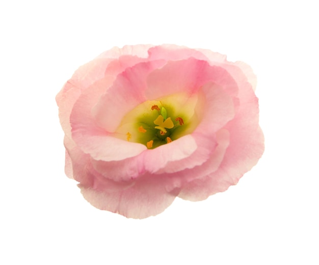 Rosa Eustoma-Blume isoliert auf weiß