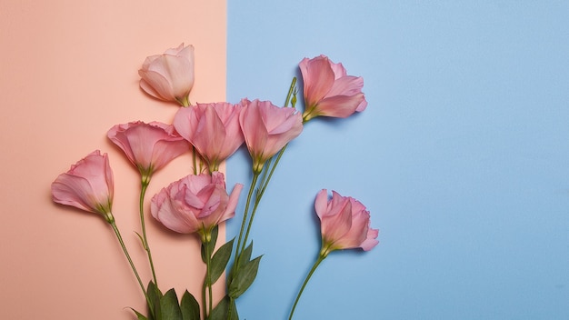 Rosa Eustomas Bouquet auf Rosa und Bluebackground