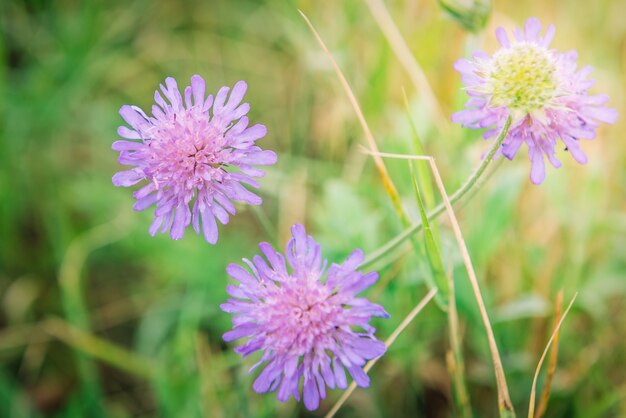 Rosa Feldknautia arvensis blüht im Sommer