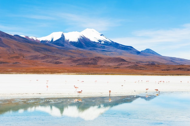 Rosa Flamingo auf der Celeste-Lagune und Blick auf den Vulkan auf dem Plateau Altiplano, Bolivien?