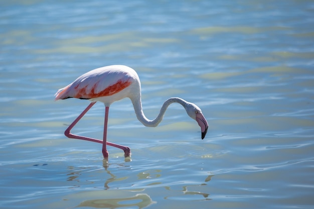 Rosa Flamingo auf einem Salzsee-Nahaufnahme-Kopienraum