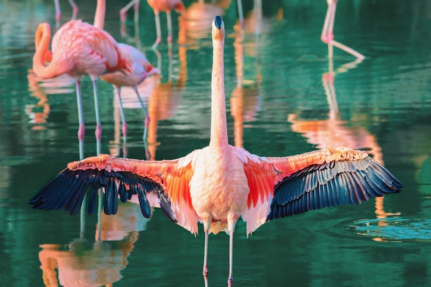 Rosa Flamingo breitete seine schönen Flügel aus.