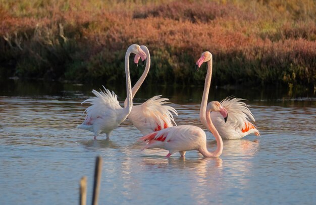 Rosa Flamingo-Männchen kämpfen um die Vorherrschaft