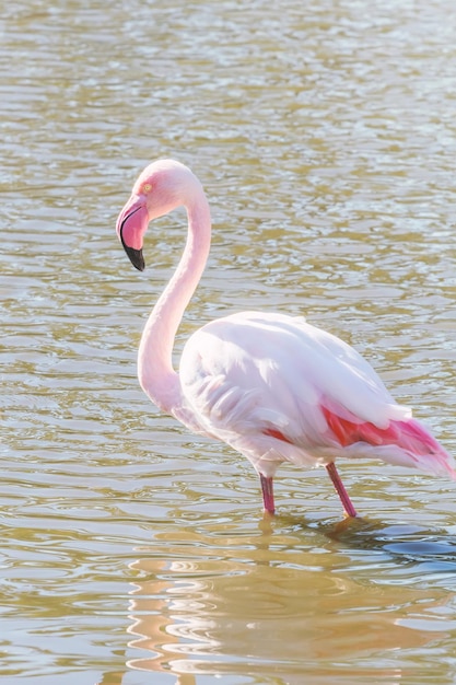 Rosa Flamingo (Phoenicopterus Roseus)