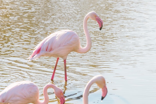 Rosa Flamingo (Phoenicopterus Roseus)