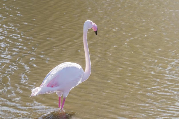 Rosa Flamingo, Rosaflamingo in ihrer natürlichen Umgebung (Phoenicopterus Roseus)