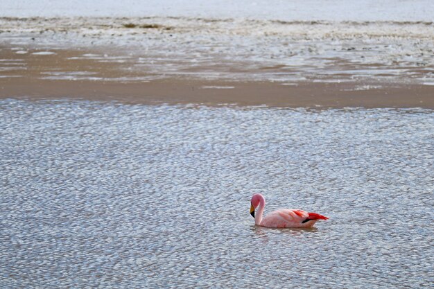 Rosa Flamingo Schwimmen im seichten Salzwasser des Laguna Hedionda Sees, Bolivianisches Altiplano, Provinz Nor Lipez in Bolivienoli