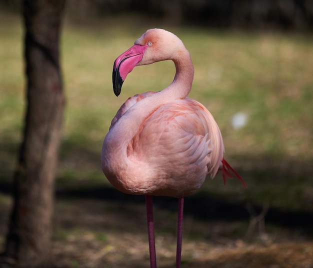 Rosa Flamingo steht im wilden Vogel der Natur