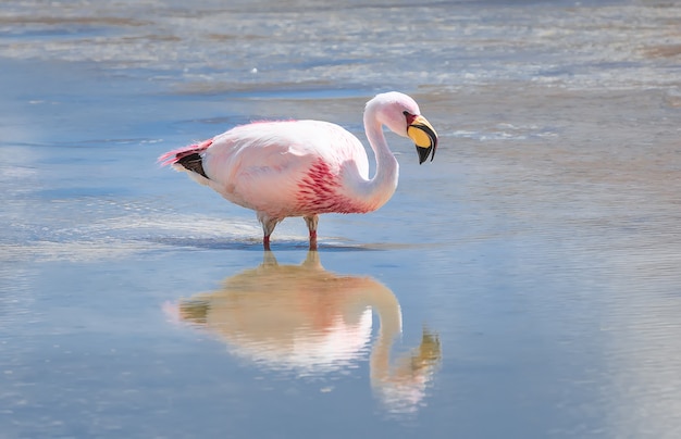 Rosa Flamingo und Reflexion in Laguna Hedionda in Bolivien Südamerika