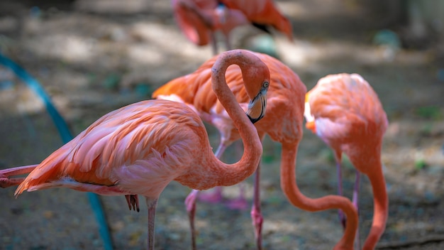 Rosa Flamingo Wildlife