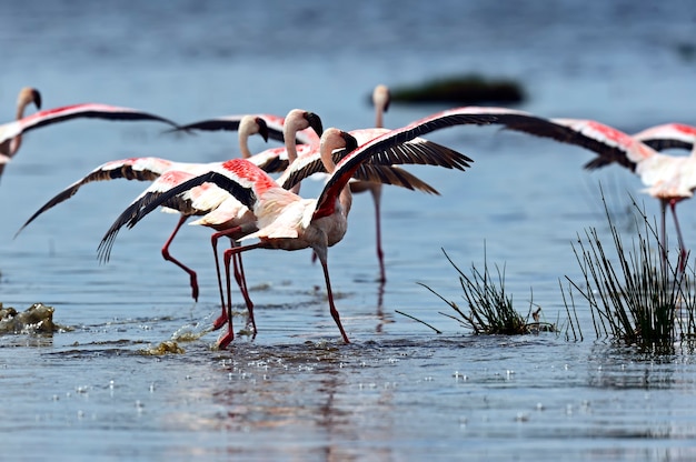 Rosa Flamingos im afrikanischen Lebensraum auf dem See