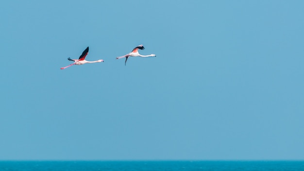 Rosa Flamingos im Flug am blauen Himmel