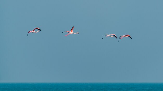 Rosa Flamingos im Flug über das Meer