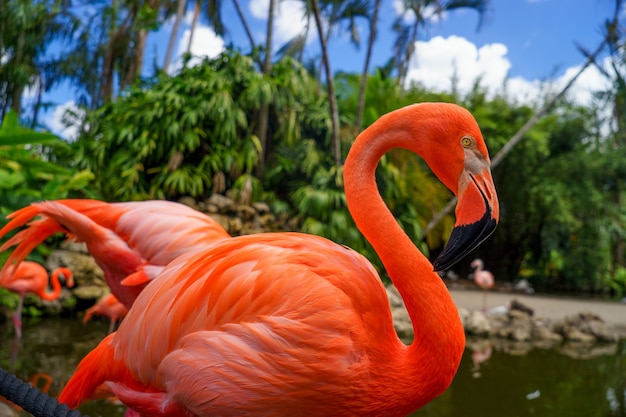 Rosa Flamingos im Nationalpark.