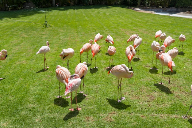 Foto rosa flamingos im zoo auf teneriffa