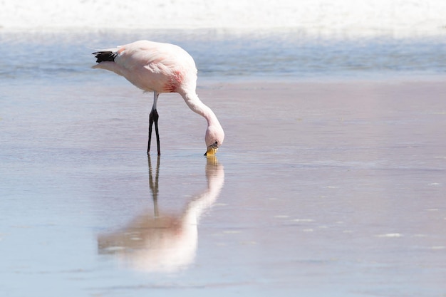 Rosa Flamingos in der Lagune des Sees Hedionda Altiplano Bolivien