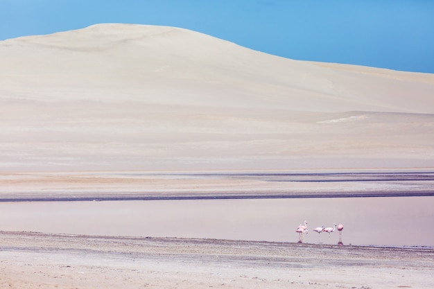 Rosa Flamingos in der Wüste von Ica Peru