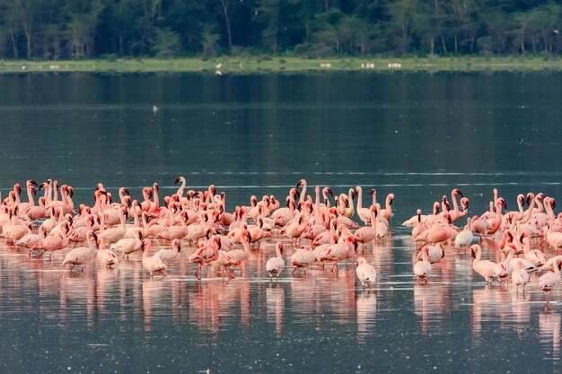 Rosa Flamingos strömen. Nakuru See, Kenia