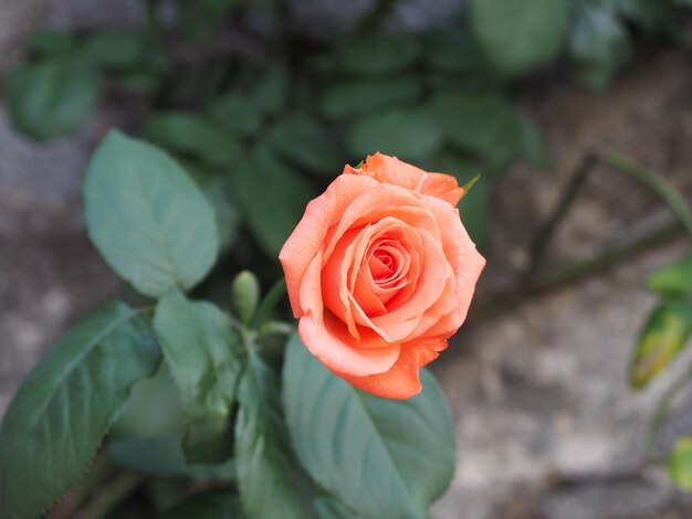 Rosa flor de laranjeira nome científico Rosa