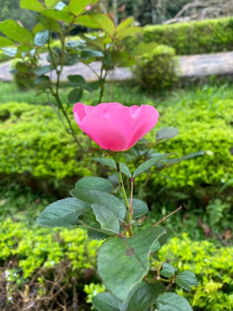 Rosa Flor Foto no jardim