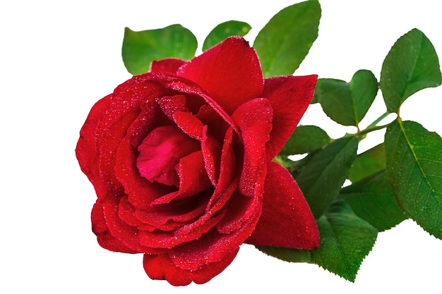 La rosa de la flor en gotas de rocío aisladas en un fondo blanco