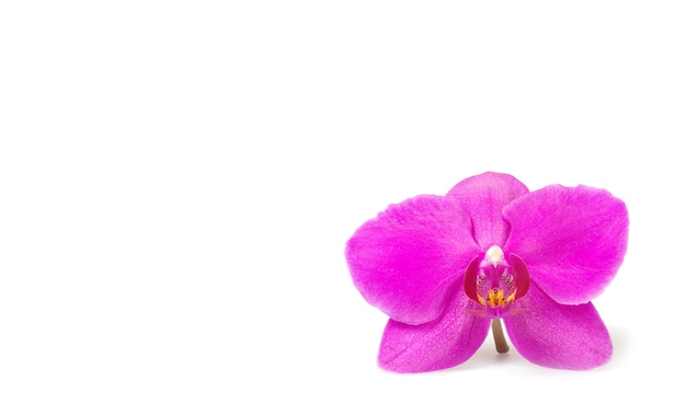 Rosa flor de la orquídea con rayas, aislado