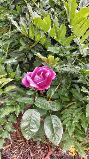 Foto la rosa en flor en el parque