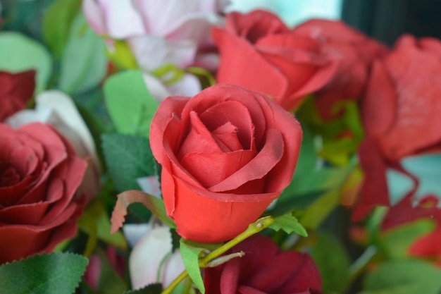 rosa flor rojo naturaleza rosa amor