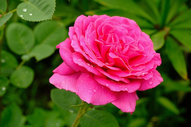 Rosa flor rosa com pingos de chuva, folhagem verde no jardim no dia de verão