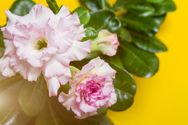 Foto rosa flor rosa ou adenium com pétalas verdes em amarelo