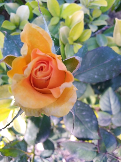 Foto una rosa florece en el jardín y está rodeada de hojas.