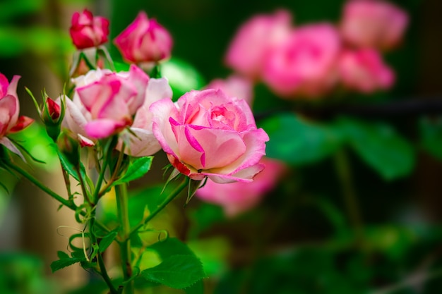 Una rosa florece en la naturaleza.