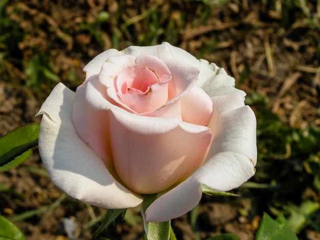 Rosa floreciente de verano