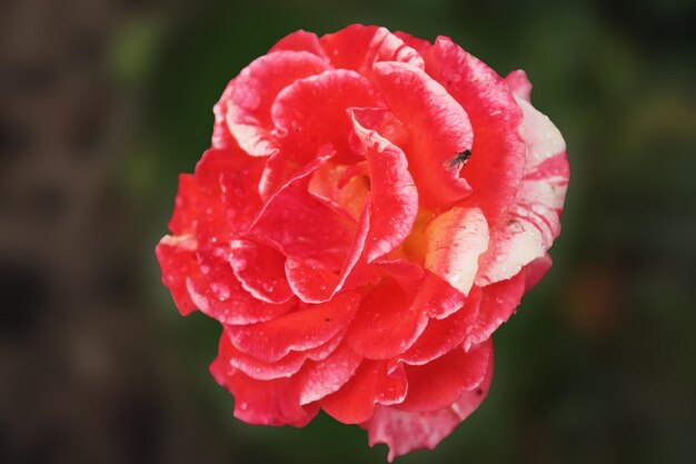 Una rosa floreció en el jardín botánico.