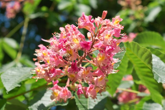 Foto rosa flores de castaño de indias con una abeja voladora