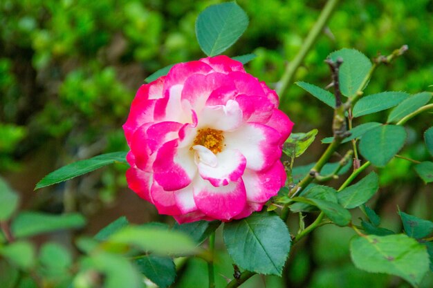 Rosa floribunda em um jardim no rio de janeiro