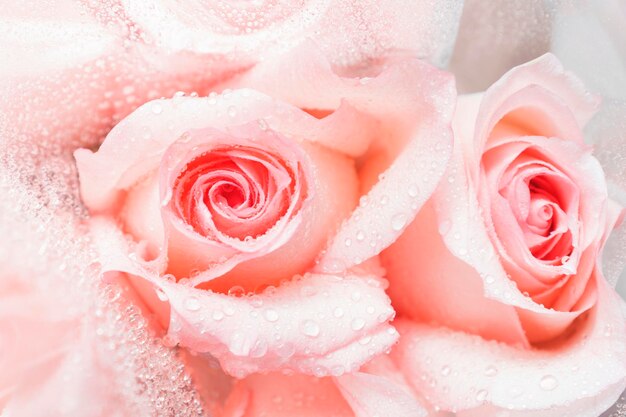 Rosa para fondos Fondo de rosas Día de la madre Día de San Valentín Concepto de celebración de cumpleaños