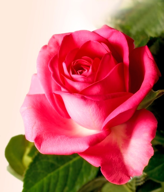 Foto la rosa una foto de una hermosa rosa.
