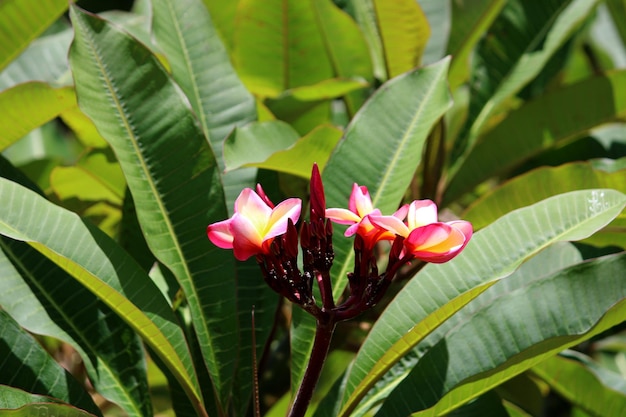 Rosa Frangipani-Blüten Blumenpflanze