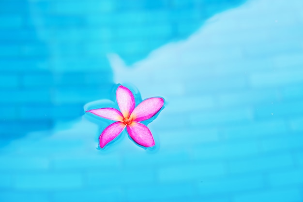 Rosa Frangipani im Schwimmbad mit Türkiswasser