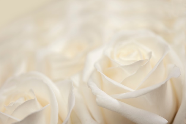 Una rosa fresca, blanca y floreciente.