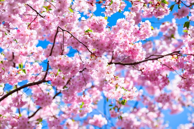 Rosa frische Sakura-Blüte auf blauem Himmelshintergrund