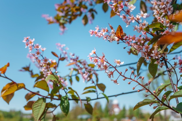 Rosa Frühlingsblumen blühen auf Bäumen vor blauem Himmelshintergrund