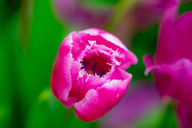 Foto rosa frühlingsblumen tulpen frühlingshintergrund für ostern oder valentinstag wunderschönes bouquet von