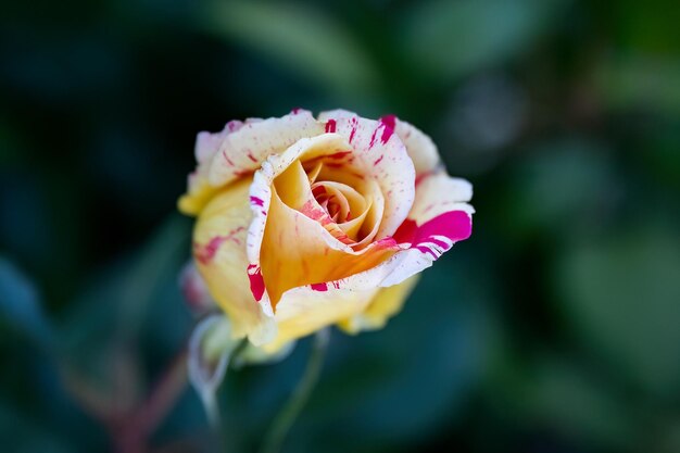 Rosa gallica o flor amarilla rosa rosa francesa en el diseño del jardín