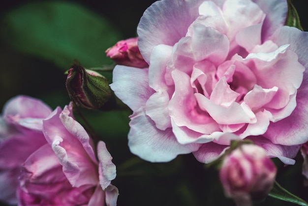 Rosa Gartenrosen auf dunkelgrünem Hintergrund, Bruyère-Rosenblütennahaufnahme